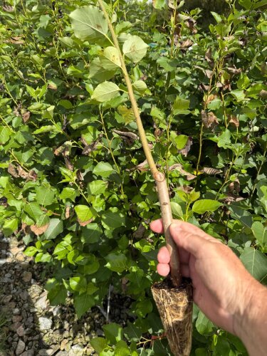 Poplar Shinsei 10 Plants